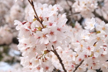 japanese cherry blossom