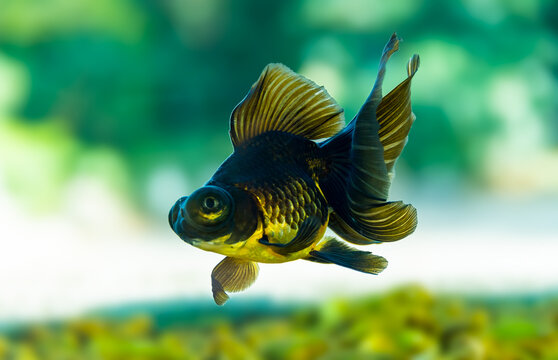 Goldfish swimming in a fish tank