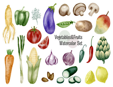 Watercolor painted collection of set of fresh vegetable and fruit watercolor painting vector isolated on white background