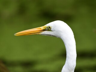 ダイサギの頭部アップ Great egret head up