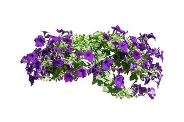 purple flower plant isolated include clipping path