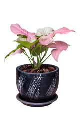pink flower in a pot include path