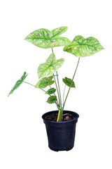 Caladium bicolor  plant isolated include clipping path