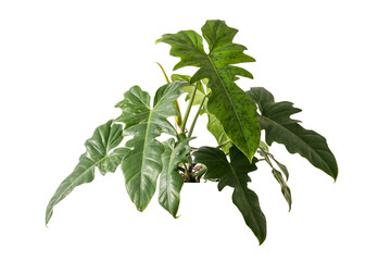 Philodendron golden dragon plant isolated include clipping path  © sakdam