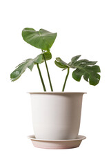 monstera jungle plant isolated include clipping path