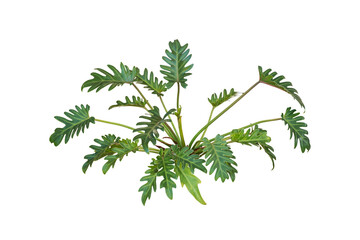 Philodendron Xanadu plant isolated include clipping path  © sakdam