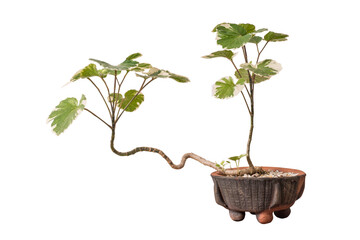 plant in a pot include path