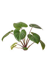 plant isolated on white include path