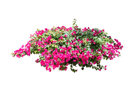 flower bush tree isolated include pat
