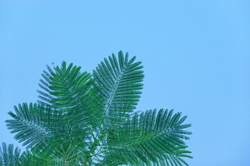 Looking up toptrees the blue sky and blurred trees tropical summer bgm