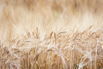 Wheat ears in a wheat field