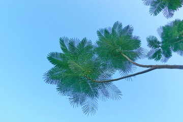 Looking up toptrees the blue sky and blurred trees tropical summer bgm