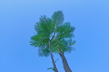 Looking up toptrees the blue sky and blurred trees tropical summer bgm