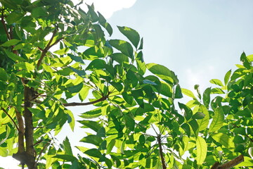 Looking up toptrees the blue sky and blurred trees tropical summer bgm