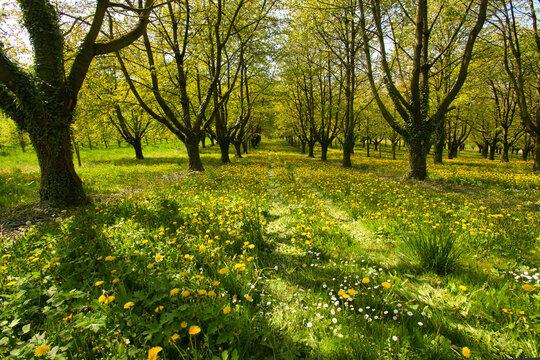Fr&uuml;hling in Epfig im Elsass