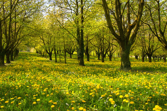 Fr&uuml;hling in Epfig im Elsass