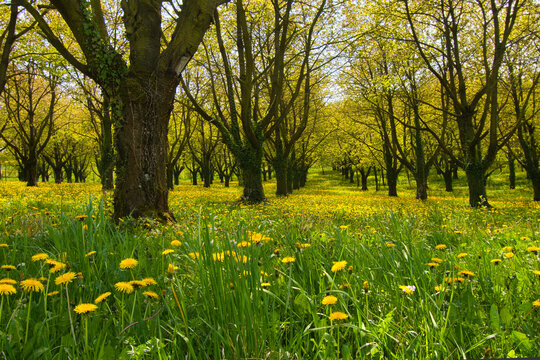 Fr&uuml;hling in Epfig im Elsass