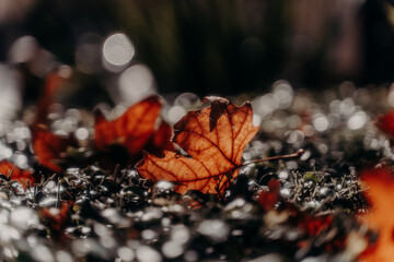 autumn leaf