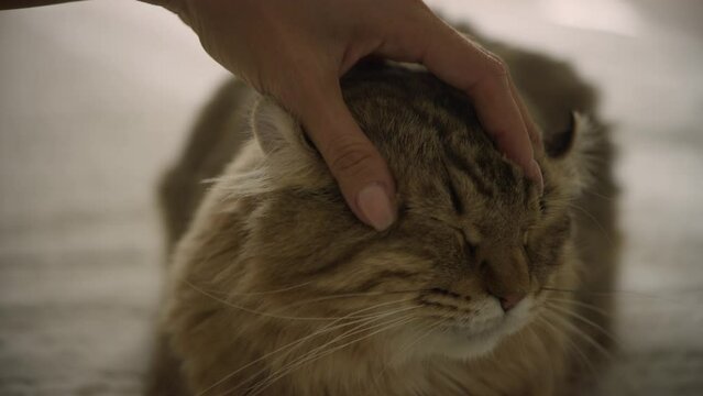 Petting a young highland lynx cat with a short tail and short ears. Highland lynx kitten sitting on a bed. Female hand petting a cat