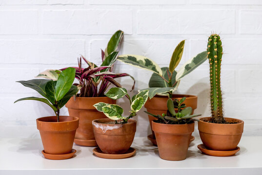 Indoor plants in clay terracotta pots. White brick background.