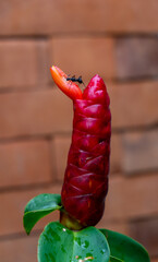 tropical plant with green leaves bali
