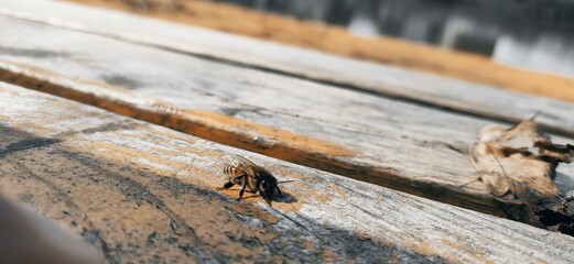 Close-up of a brown bee on a yellow wooden park bench. High quality photo