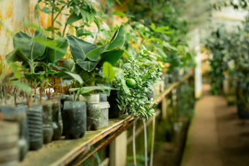 Fototapeta na wymiar Alley in the greenhouse, where citrus fruits and various evergreen exotic tropical plants grow all year round. growing seedlings of bananas and citrus fruits in the hothouse. Concept of the organic 