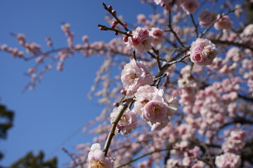 枝垂れ桜のアップ　ピンク色の可愛い花