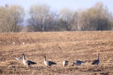 migratory geese flock in the spring in the field