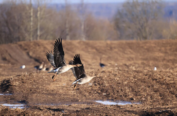 migratory geese flock in the spring in the field