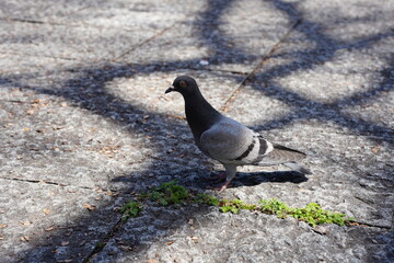 公園の鳩　木漏れ日
