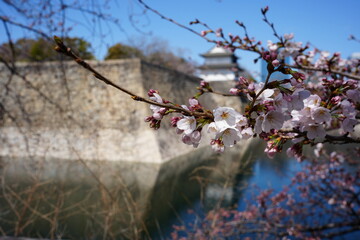 大阪城の櫓と桜