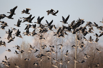 migratory geese flock in the spring in the field