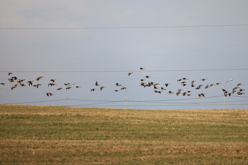 migratory geese flock in the spring in the field