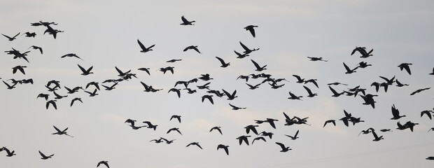 migratory geese flock in the spring in the field