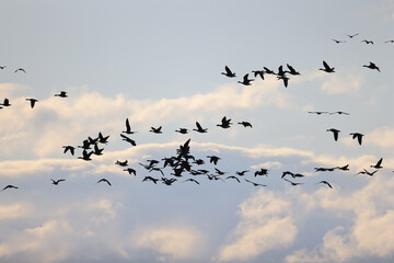 geese flock against the sky freedom wildlife birds