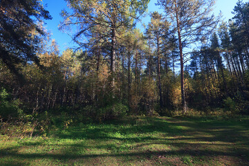 landscape spring forest background nature