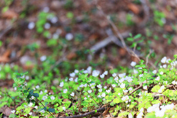 spring flowers background nature wild small abstract