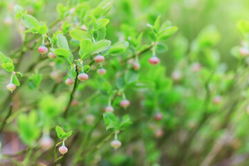 spring branches shoots leaves seasonal background