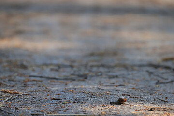 slow snail macro garden nature is small