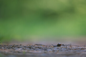 slow snail macro garden nature is small