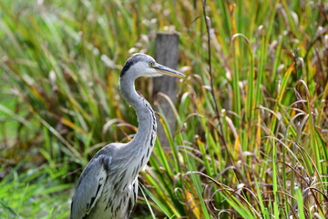 雨上がりの草地のアオサギ Gray heron in the grassland after the rain