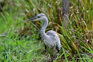 雨上がりの草地のアオサギ Gray heron in the grassland after the rain