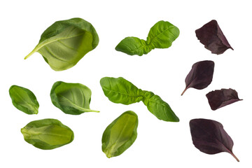 Fresh green and red basil leaves, isolated on a white background