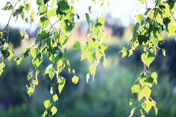 green background bokeh leaves fresh spring