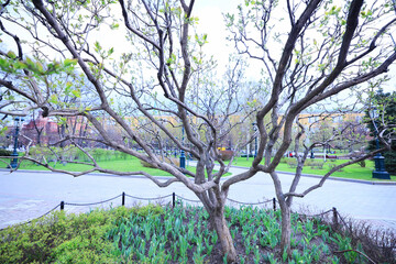Fototapeta premium spring branches shoots leaves seasonal background