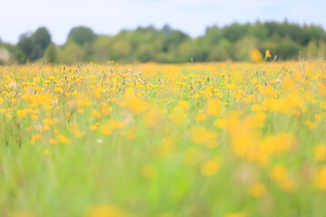 wild yellow flowers in a field landscape