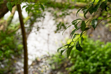 雨の木立