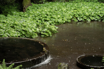 柿田川　フキと泉
