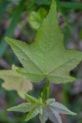 green leaves of a tree